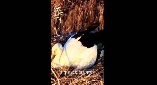 东方白鹳雄鸟才是超级奶爸的典范吧