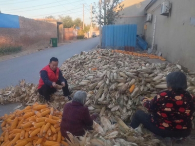 庆云县东辛店镇：“民意书记”齐上阵  助力“三秋”暖民心