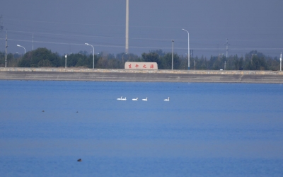 “老朋友”回家 | 今冬首批5只小天鹅飞抵夏津