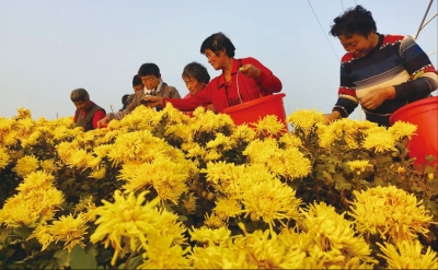 词｜李丽：卜算子 · 咏寒露