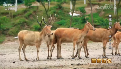 散文｜李兴智：麋鹿镇 麋鹿 