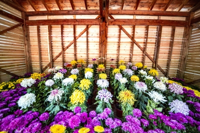 德州锦绣川景区：金秋十月赏菊时