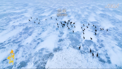 纪录片《大河之洲》 迁徙，伟大的生命旅程