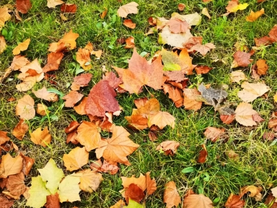 诗｜赵立章：秋已深