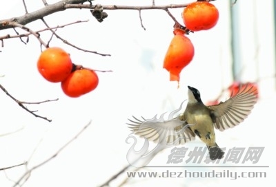 诗｜李宝杰：小区里，站着一棵柿子树