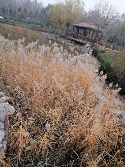 散文｜张家宁：植物园冬景