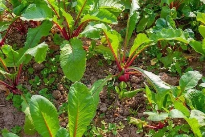 散文 | 韩维新：我经营的小菜园