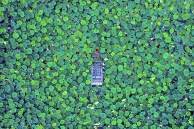 他山之玉｜大鹏诗书画院“丹青歌盛世，翰墨舞华年”诗书画作品选 （一） 