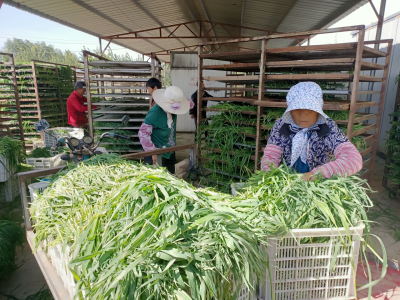 乐陵郑店镇：党建引领促发展 村民集体“双增收”