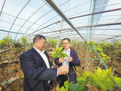 齐河这个村把葡萄产业做活了