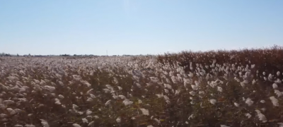 诗｜孙庆玉：芦苇之歌