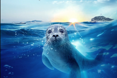 长山列岛 满月就离家闯荡的旅行家！这几只斑海豹竟成了“宅男”？