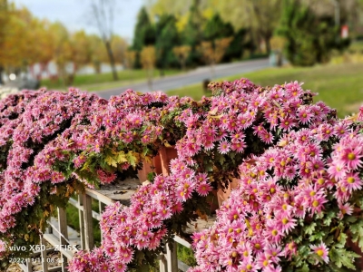 诗词｜谭晓红：咏菊三首