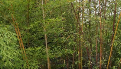 散文｜王淑芬：同题和诗共咏竹