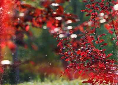 诗词 | 满春重：如梦令 · 居家（外一首）