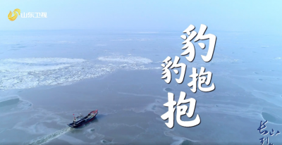 什么？山东竟然有海豹！？ 海豹来自太平洋？ 是的！软萌海豹旅行团就在山东长岛！