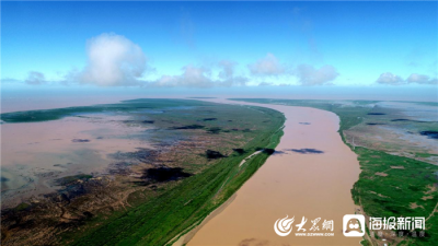 黄河安澜•绿色发展看山东｜群鸟翔集 风景如画 黄河三角洲国家级自然保护区红毯迎八方宾客