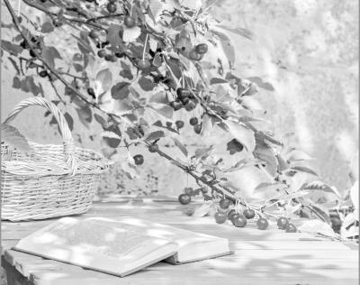 散文｜李兴智：借书读的那些日子