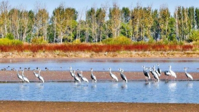 黄河（四） |  德州籍著名诗人李葆国诗词选