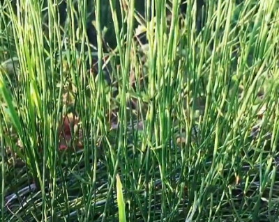 诗｜于春峰：节节草