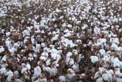 诗｜霍瑞珂：每朵棉花都有自己的未来