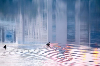 影 · 韵 | 张立新：湖里的鸟儿像首诗（二首）