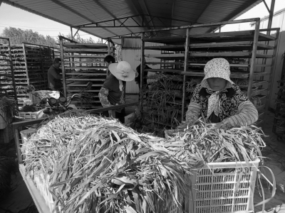 乐陵郑店镇：党建引领人才赋能 助推乡村振兴高质量发展