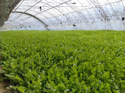 诗 | 崔建民：希望之桥