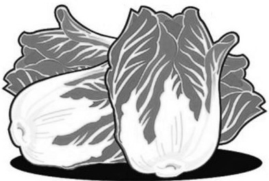 散文｜张剑迟：那些冬天里的大白菜