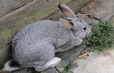 散文 | 王良杰：儿时养兔