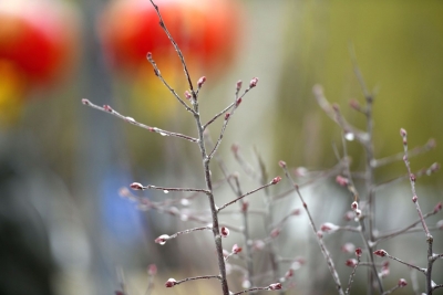 词曲 | 田翠玲：【中吕·喜春来】庆新春（三首） 