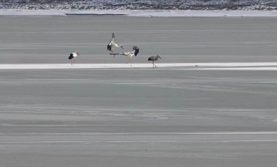 影 · 韵 | 张立新：那个冬天的鸟儿（二首）