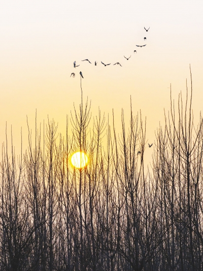 散文｜董雯：深冬 • 素颜