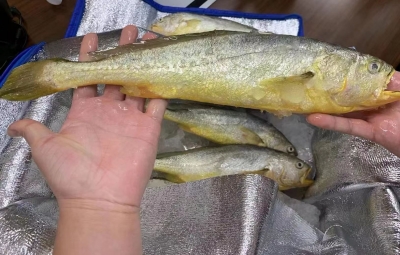 散文 | 周冰：过年说鱼