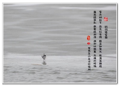 影 · 韵 | 张立新：鹡鸰嬉雪图