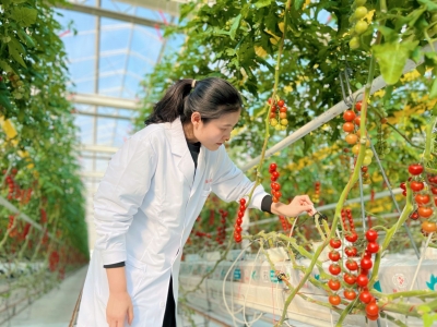 想吃几分甜 口味可定制！德州建起西红柿种植“数字化工厂”