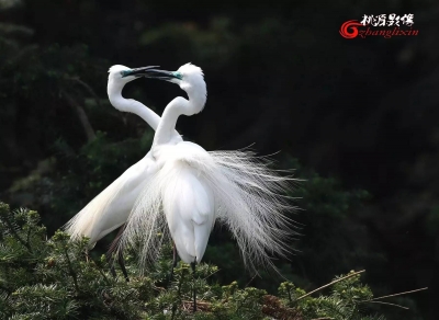 影像 | 张立新：鸟儿的爱情 • 白鹭