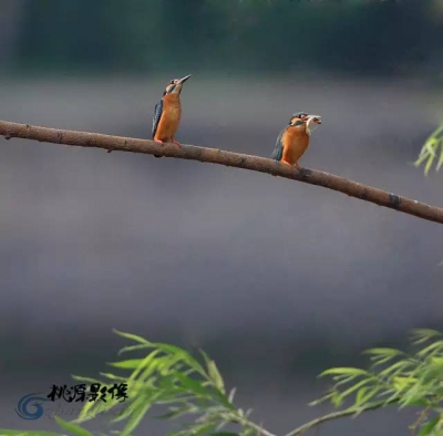 影像 | 张立新：鸟儿的爱情 • 翠鸟