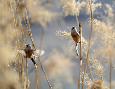 影 · 韵 | 张立新：七律 · 震旦雅雀