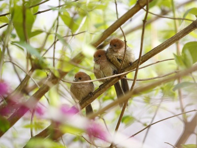 影 · 韵 | 张立新：七绝 • 棕头雅雀