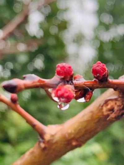  诗 | 林荣艳：春天的孩子