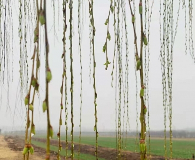 诗词 | 张栋：立春（外十五首）