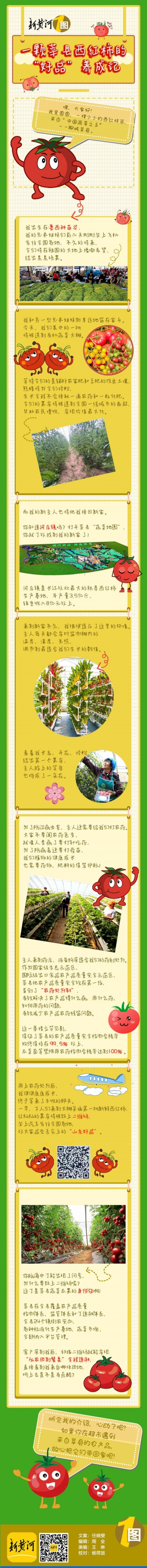 高“瞰”山东·打卡聊城 | 一颗莘县西红柿的“好品”养成记