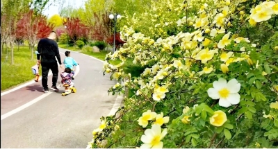 今周末｜杨瑞：榆钱甜蜜了春天（外三篇•首）