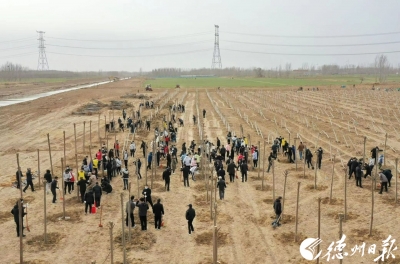 最全图文 | 德州开展全民义务植树暨创建国家生态园林城市春季建园增绿活动 田卫东卜祥联苑衍刚参加