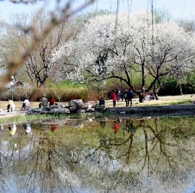 德州文史 | 李宽云：清明节风俗漫谈