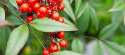 齐河：我想给你一个开怀的春日