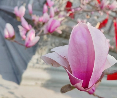 诗 | 宁学华：玉兰花开