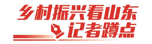 乡村振兴看山东·记者蹲点 | “日照绿”：茶界小字辈，以变革创品牌