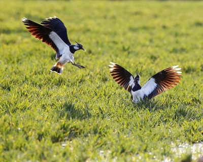 今周末｜邓吉收：菜园记事（外二篇•首）